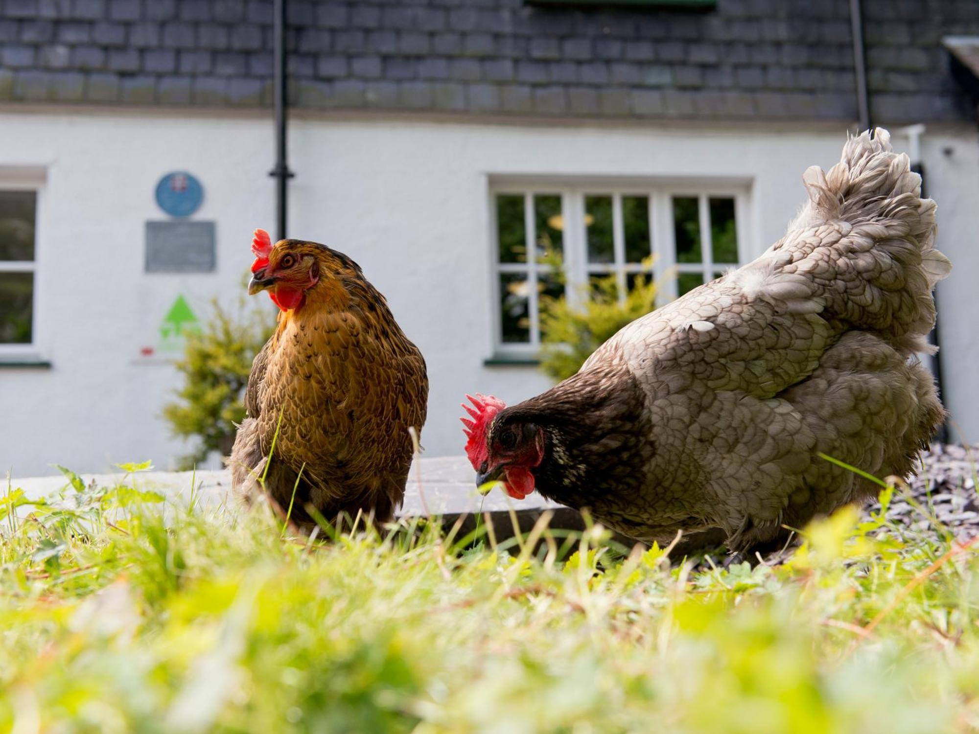 Yha Idwal Cottage Бетесда Экстерьер фото